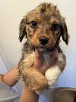 Mesa, a female Pembroke Welsh Corgi and Maltese for sale in Pompano Beach, FL – Photo 2 of 5