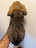 Mesa, a female Pembroke Welsh Corgi and Maltese for sale in Pompano Beach, FL – Photo 5 of 5