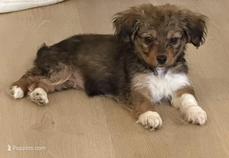 Mesa – Pembroke Welsh Corgi, Maltese puppy for sale in Pompano Beach, FL