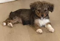 Mesa, a female Pembroke Welsh Corgi and Maltese for sale in Pompano Beach, FL – Photo 1 of 5