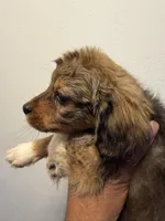 Mesa, a female Pembroke Welsh Corgi and Maltese for sale in Pompano Beach, FL – Photo 3 of 5