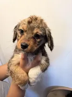 Mesa, a female Pembroke Welsh Corgi and Maltese for sale in Pompano Beach, FL – Photo 4 of 5