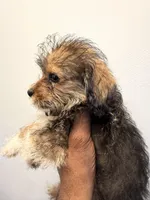 Coco, a female Pembroke Welsh Corgi for sale in Pompano Beach, FL – Photo 1 of 3