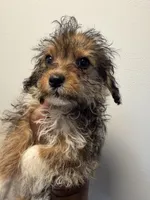 Coco, a female Pembroke Welsh Corgi for sale in Pompano Beach, FL – Photo 2 of 3