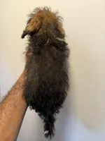 Coco, a female Pembroke Welsh Corgi for sale in Pompano Beach, FL – Photo 3 of 3