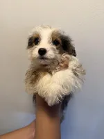 Joe, a male Cardigan Welsh Corgi and Maltese for sale in Pompano Beach, FL – Photo 1 of 3