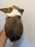 Joe, a male Cardigan Welsh Corgi and Maltese for sale in Pompano Beach, FL – Photo 3 of 3