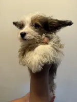 Joe, a male Cardigan Welsh Corgi and Maltese for sale in Pompano Beach, FL – Photo 2 of 3