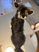 Prince, a male Pembroke Welsh Corgi and Maltese for sale in Pompano Beach, FL – Photo 6 of 9