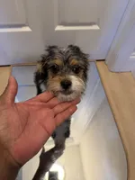 Prince, a male Pembroke Welsh Corgi and Maltese for sale in Pompano Beach, FL – Photo 9 of 9