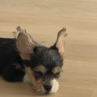 Prince, a male Pembroke Welsh Corgi and Maltese for sale in Pompano Beach, FL – Photo 5 of 9