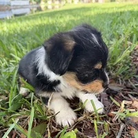 Prince, a male Pembroke Welsh Corgi and Maltese for sale in Pompano Beach, FL – Photo 3 of 9