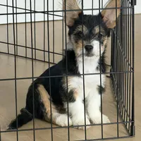 Prince, a male Pembroke Welsh Corgi and Maltese for sale in Pompano Beach, FL – Photo 7 of 9
