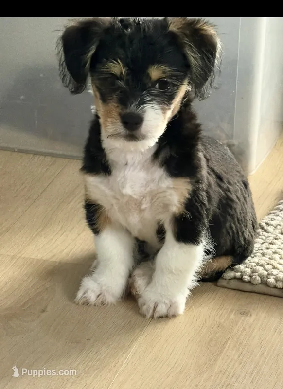 Prince – Pembroke Welsh Corgi, Maltese puppy for sale in Pompano Beach, FL