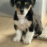 Prince, a male Pembroke Welsh Corgi and Maltese for sale in Pompano Beach, FL – Photo 1 of 9