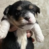 Prince, a male Pembroke Welsh Corgi and Maltese for sale in Pompano Beach, FL – Photo 2 of 9