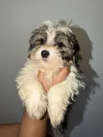 Luna, a female Pembroke Welsh Corgi for sale in Pompano Beach, FL – Photo 3 of 3