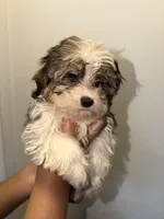 Luna, a female Pembroke Welsh Corgi for sale in Pompano Beach, FL – Photo 2 of 3