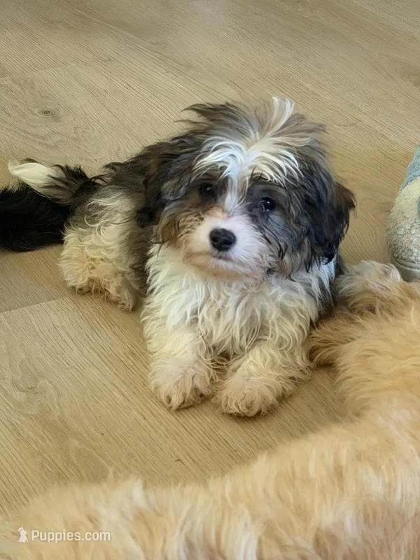 Luna – Pembroke Welsh Corgi puppy for sale in Pompano Beach, FL