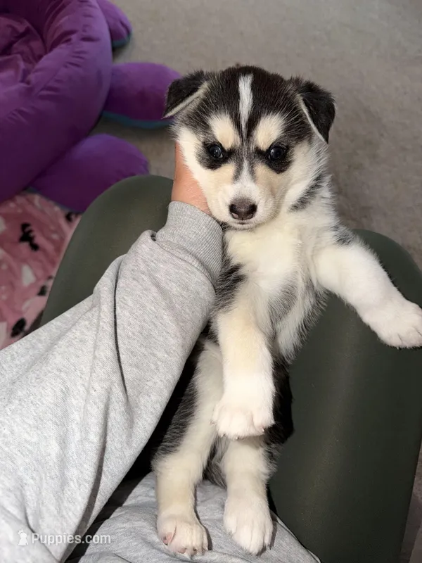 Siberian Husky  – Siberian Husky puppy for sale in Skokie, IL