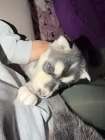 Siberian Husky, a female Siberian Husky for sale in Skokie, IL – Photo 3 of 4