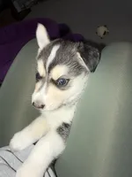 Siberian Husky, a female Siberian Husky for sale in Skokie, IL – Photo 2 of 4