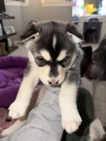 Siberian husky , a female Siberian Husky for sale in Skokie, IL – Photo 1 of 2
