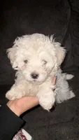 Puppy 2, a male Maltipoo for sale in Chicago, IL – Photo 2 of 3