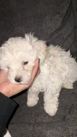 Puppy 2, a male Maltipoo for sale in Chicago, IL – Photo 3 of 3