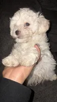 Puppy 2, a male Maltipoo for sale in Chicago, IL – Photo 1 of 3
