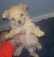 Puppy 1, a male Maltipoo for sale in Chicago, IL – Photo 2 of 3