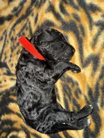 Mocha, a male Poodle - Standard  for sale in Dardanelle, AR – 4 of 4