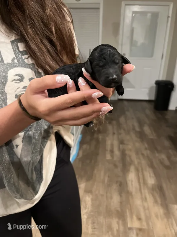 Mocha – Poodle - Standard  puppy for sale in Dardanelle, AR