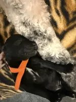 Mocha, a male Poodle - Standard  for sale in Dardanelle, AR – 3 of 4