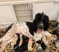 Mocha, a male Poodle - Standard  for sale in Dardanelle, AR – 2 of 4