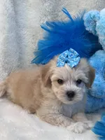 Magnum, a female Maltipoo for sale in Birch Tree, MO – 6 of 9