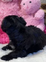 Tootsie, a female Yorkipoo for sale in Birch Tree, MO – 7 of 10