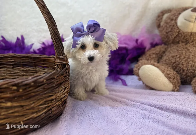 Ava Rose  – Maltipoo puppy for sale in Birch Tree, MO