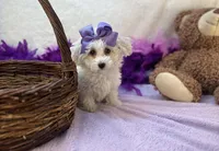 Ava Rose , a female Maltipoo for sale in Birch Tree, MO – Photo 1 of 5