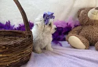 Ava Rose , a female Maltipoo for sale in Birch Tree, MO – Photo 4 of 5