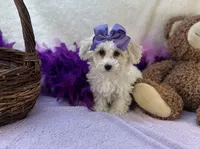 Ava Rose , a female Maltipoo for sale in Birch Tree, MO – Photo 3 of 5
