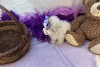 Ava Rose , a female Maltipoo for sale in Birch Tree, MO – Photo 5 of 5