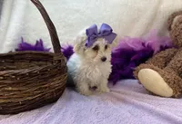 Ava Rose , a female Maltipoo for sale in Birch Tree, MO – Photo 2 of 5