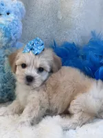 Magnum, a female Maltipoo for sale in Birch Tree, MO – 2 of 9