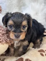 Rookie, a male Morkie for sale in Birch Tree, MO – 10 of 10