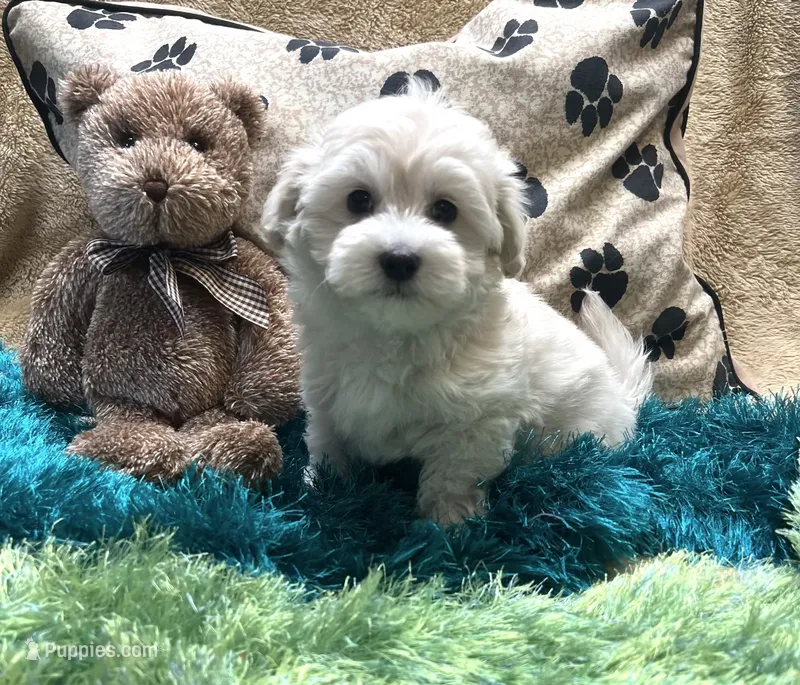 Barley Boy – Maltipoo puppy for sale in Birch Tree, MO