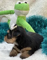 Bojangles, a male Morkie for sale in Birch Tree, MO – 9 of 10