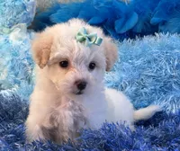 Benji, a male Maltipoo for sale in Birch Tree, MO – 10 of 10