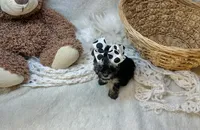 Muffin , a female Morkie for sale in Birch Tree, MO – 5 of 5