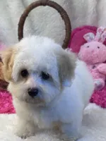 Skittles , a female Maltipoo for sale in Birch Tree, MO – 10 of 10